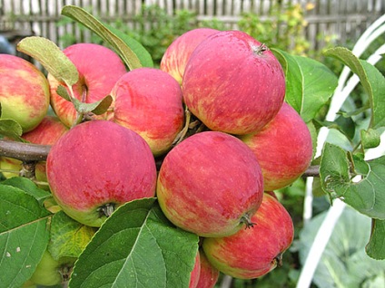 Applefa-kert és őszi fajták almafák videó