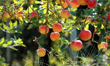 Apple copaci - descriere, plantare, îngrijire, cum să alegeți răsaduri de mere