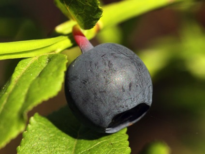Berry afine - proprietăți utile și contraindicații, utilizarea afinelor pentru ochi, plantare și îngrijire