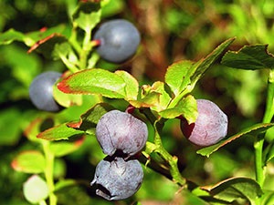 Berry afine - proprietăți utile și contraindicații, utilizarea afinelor pentru ochi, plantare și îngrijire
