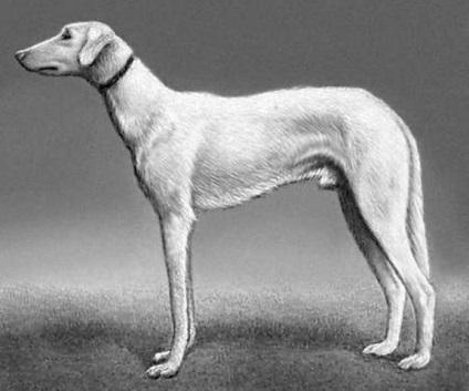 Sud-rus greyhound