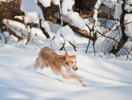 Sud-rus greyhound