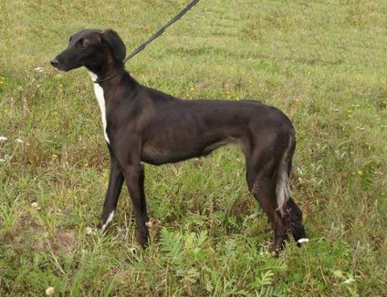 Sud-rus greyhound