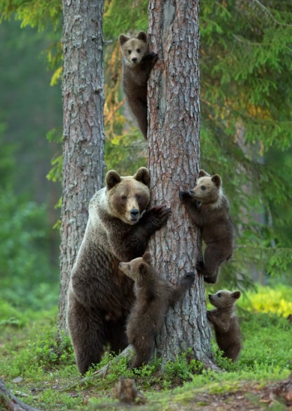 Imagini amuzante ale animalelor sălbatice - portrete de familie ale fraților noștri mai mici