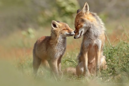 Imagini amuzante ale animalelor sălbatice - portrete de familie ale fraților noștri mai mici