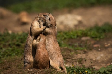 Imagini amuzante ale animalelor sălbatice - portrete de familie ale fraților noștri mai mici