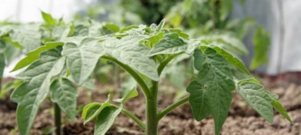 Protejarea tomatelor de îngheț