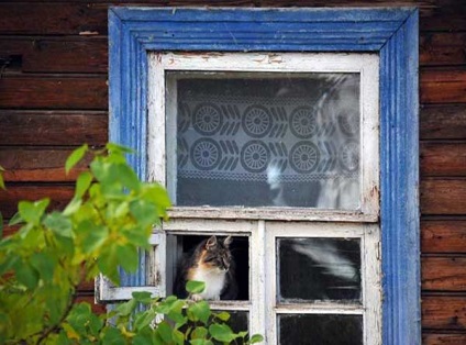 Un locuitor din Novosibirsk a închiriat o casă pentru 52 de pisici