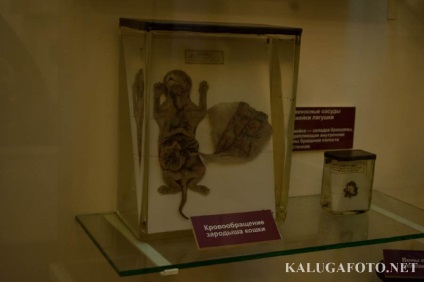 Timiryazev nevű zoológiai múzeum