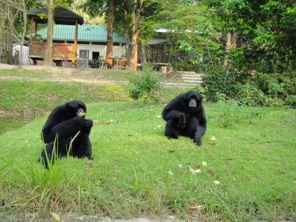 Zoo Khao Kheo Pattaya pe cont propriu cum să ajungi acolo