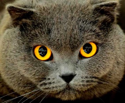 Ochi de pisică, ochi de pisică, animale