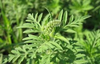 Alergia la ragweed