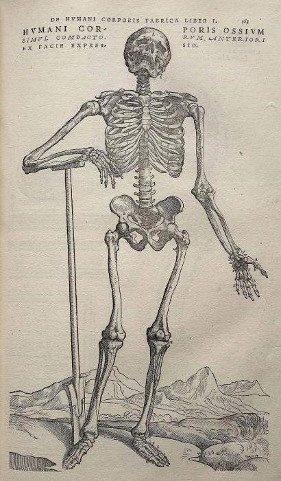 Andreas Vesalius életrajz és orvosi hozzájárulás (fotó)