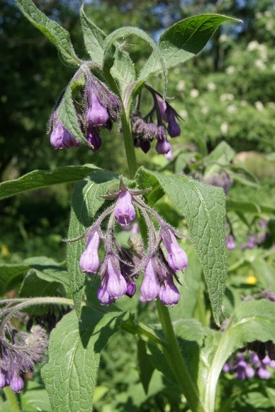 Apk - Vitus - Comfrey oficial