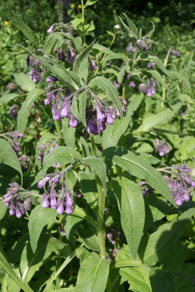 Apk - Vitus - Comfrey oficial