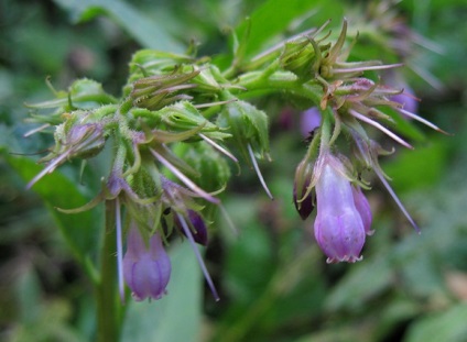 Apk - Vitus - Comfrey officinalis (gyógynövény kemény) Apk - Vitus - Comfrey officinalis