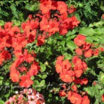 Artichoke - proprietăți utile și cultivare, arome și flori pentru frumusețea sănătății