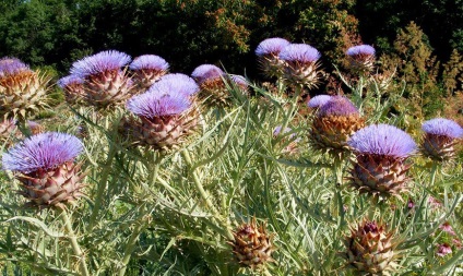 Artichoke - aplicație, proprietăți utile, cultivare, îngrijire