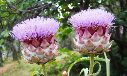 Artichoke - aplicație, proprietăți utile, cultivare, îngrijire