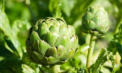 Artichoke - aplicație, proprietăți utile, cultivare, îngrijire