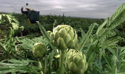 Artichoke - aplicație, proprietăți utile, cultivare, îngrijire