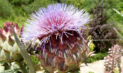 Artichoke - aplicație, proprietăți utile, cultivare, îngrijire