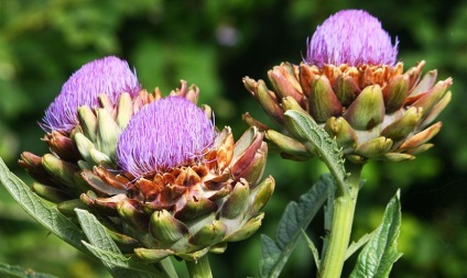 Artichoke - aplicație, proprietăți utile, cultivare, îngrijire