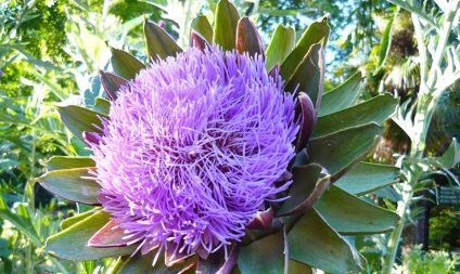 Artichoke - aplicație, proprietăți utile, cultivare, îngrijire