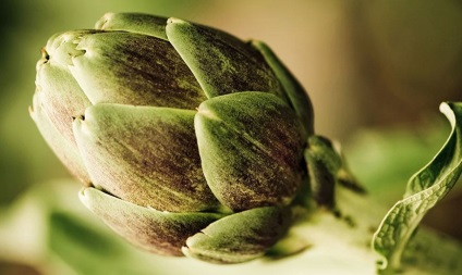 Artichoke - aplicație, proprietăți utile, cultivare, îngrijire