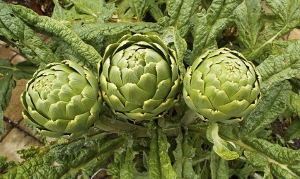 Artichoke - aplicație, proprietăți utile, cultivare, îngrijire