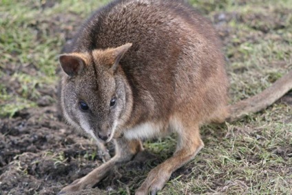 Canguri australiene de la miezuri, mărimea unui șoarece, până la giganți, înălțimea unui bărbat