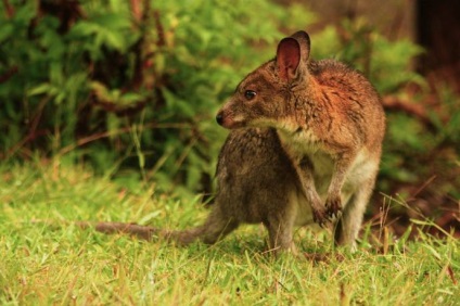 Canguri australiene de la miezuri, mărimea unui șoarece, până la giganți, înălțimea unui bărbat