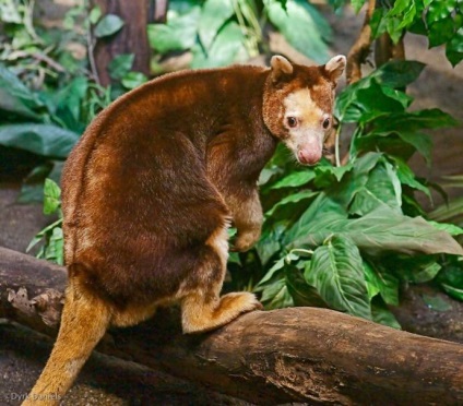 Canguri australiene de la miezuri, mărimea unui șoarece, până la giganți, înălțimea unui bărbat