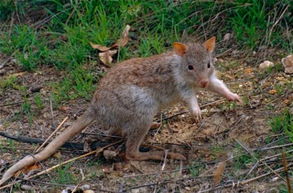 Canguri australiene de la miezuri, mărimea unui șoarece, până la giganți, înălțimea unui bărbat