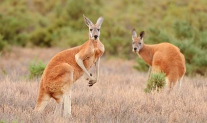 Canguri australiene de la miezuri, mărimea unui șoarece, până la giganți, înălțimea unui bărbat