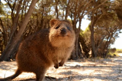 Canguri australiene de la miezuri, mărimea unui șoarece, până la giganți, înălțimea unui bărbat