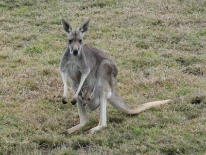 Canguri australiene de la miezuri, mărimea unui șoarece, până la giganți, înălțimea unui bărbat