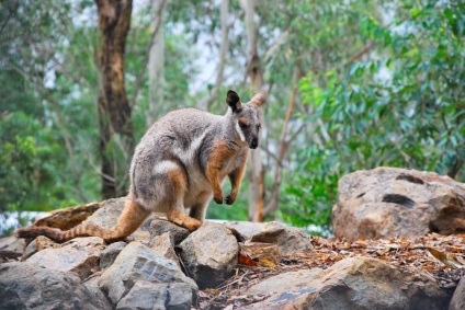 Canguri australiene de la miezuri, mărimea unui șoarece, până la giganți, înălțimea unui bărbat