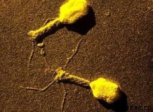 Bacteriofagii - fagi - devoratori ai bacteriilor
