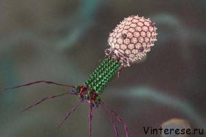 Bacteriofagii - fagi - devoratori ai bacteriilor