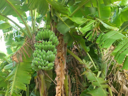 Banana Abyssinian, a növények termesztésének titkai