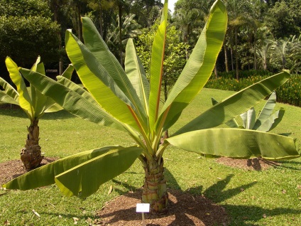 Banana Abyssinian, secretele plantelor de interior în creștere