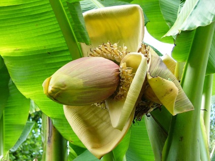 Banana Abyssinian, secretele plantelor de interior în creștere