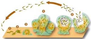 Biofilmele! Ar trebui să ne fie frică de ei?