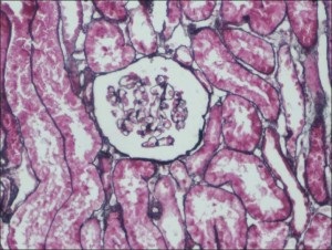 Modelul comportamental, etiologia