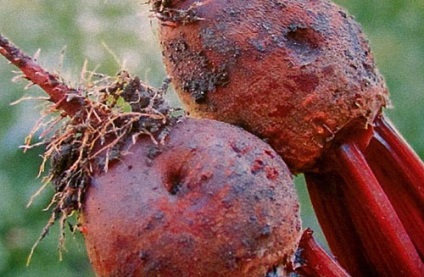 Bolile de sfeclă - ascochita, fotografii, descriere, tratarea frunzelor de culoare roșie și galbenă