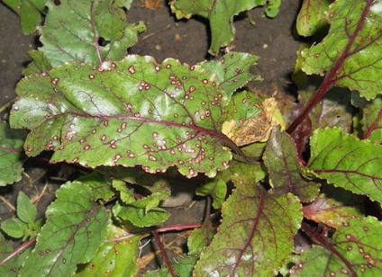 Bolile de sfeclă - ascochita, fotografii, descriere, tratarea frunzelor de culoare roșie și galbenă