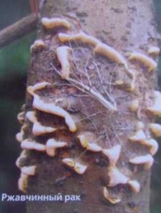 Bolile de conifere și dăunători