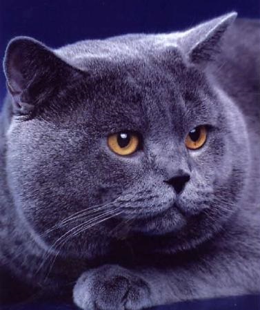 Pisica britanica - oaspete din Alboggia ceata - pisici misterioase