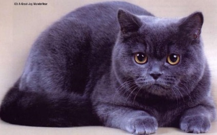 Pisica britanica - oaspete din Alboggia ceata - pisici misterioase